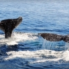 Ceylon whales